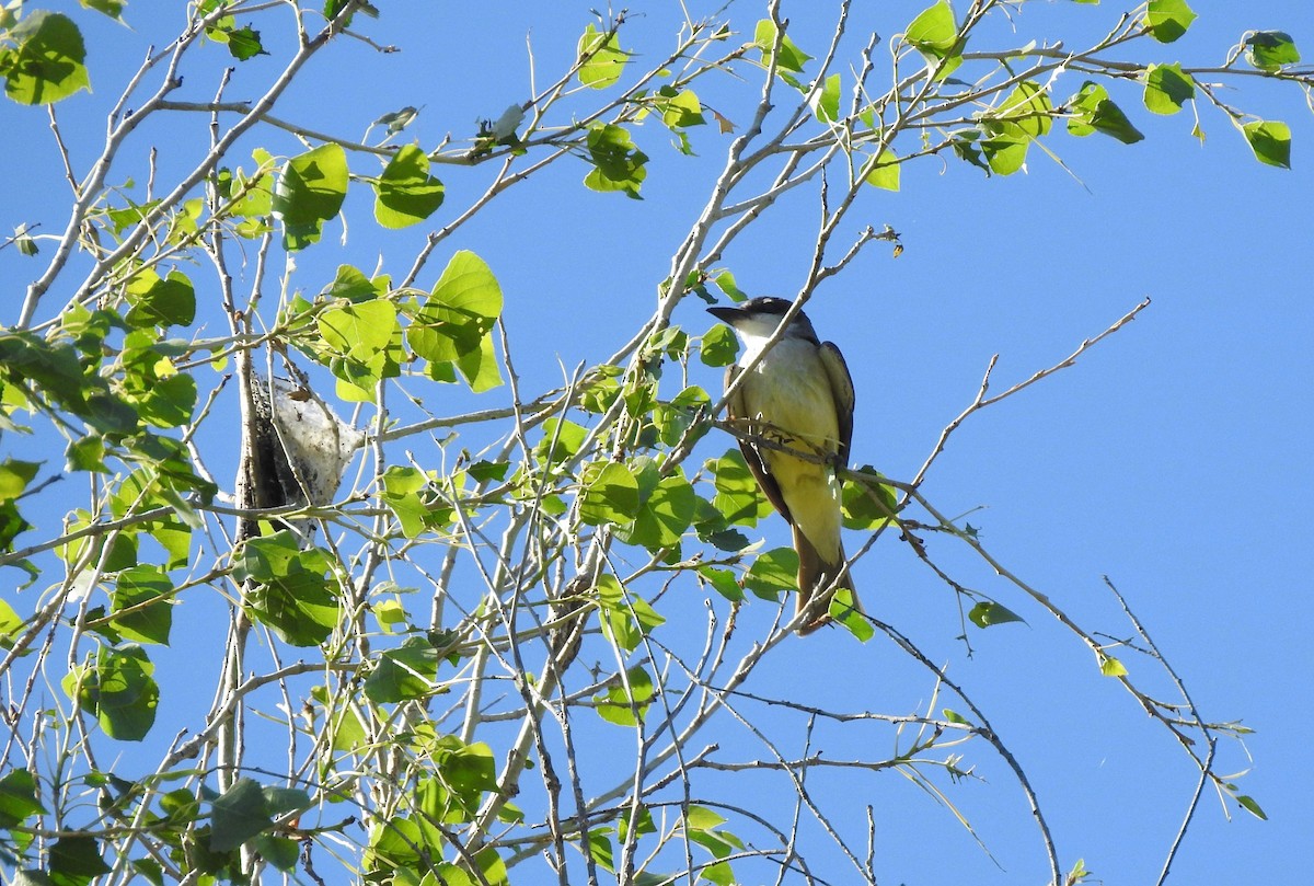 Hirondelle à ailes hérissées - ML156583691