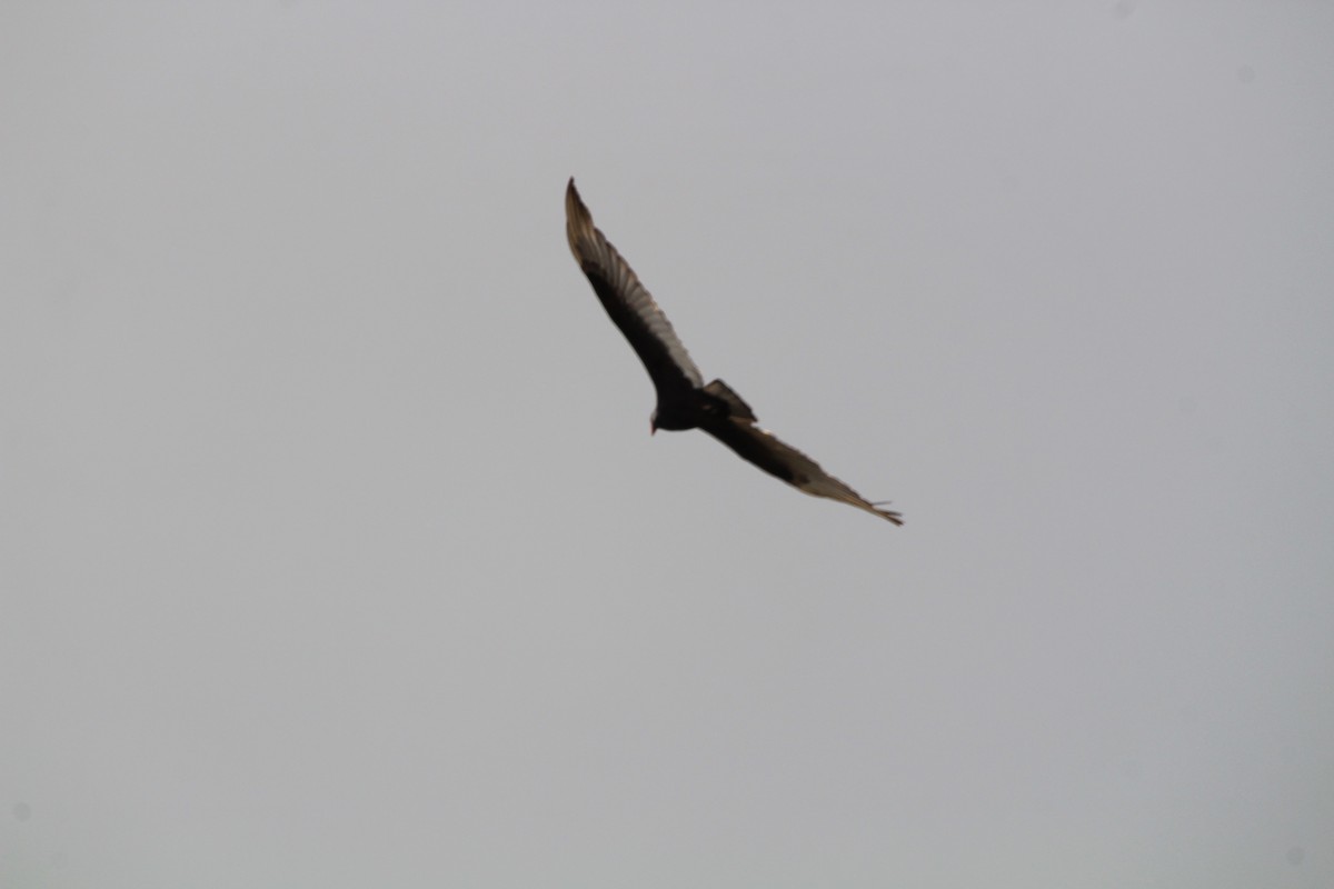 Turkey Vulture - ML156584361