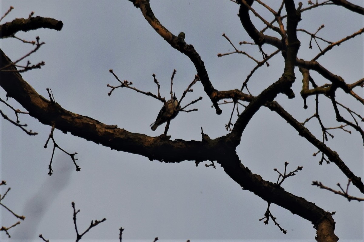 Black-and-white Warbler - ML156584901