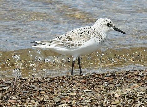 Bécasseau sanderling - ML156586321