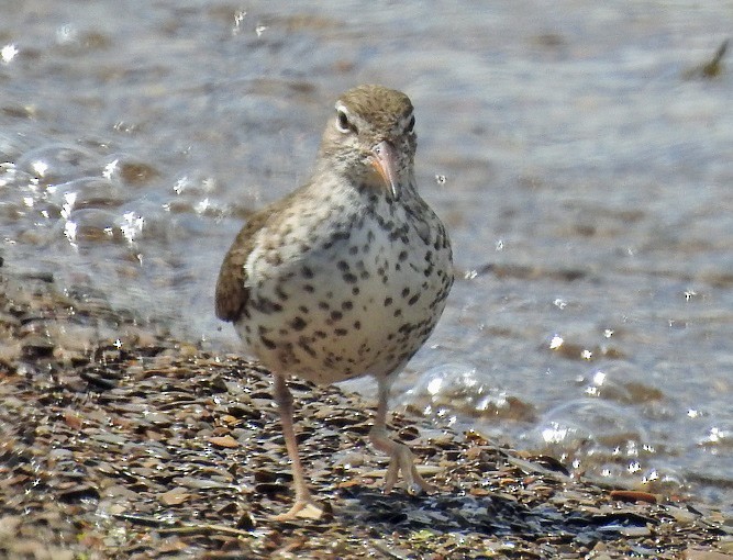 Spotted Sandpiper - Renee Lubert