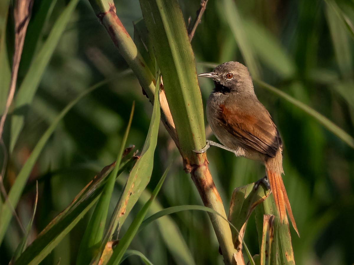 White-bellied Spinetail - Héctor Bottai