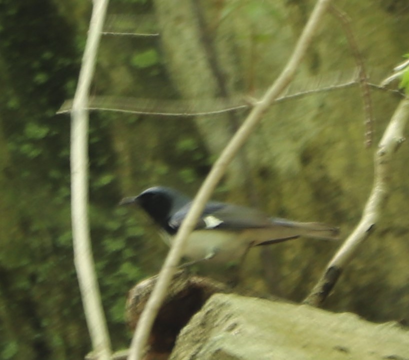 Black-throated Blue Warbler - ML156587421
