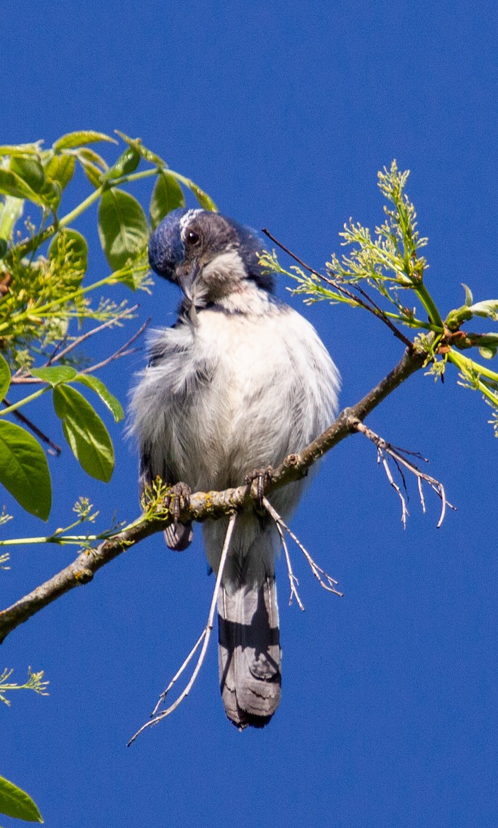 California Scrub-Jay - ML156588441