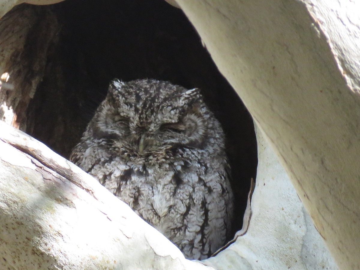 Whiskered Screech-Owl - ML156588451