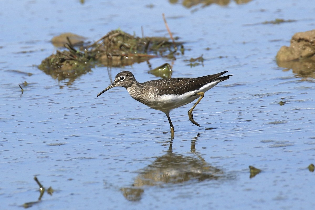 Solitary Sandpiper - Stephen Brigham