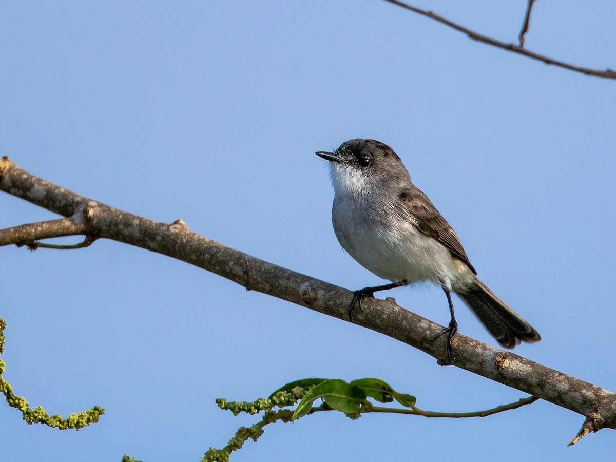 River Tyrannulet - ML156589101