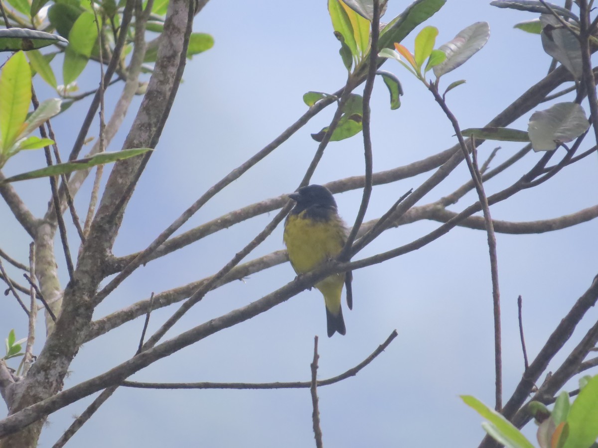 Yellow-bellied Siskin - ML156589291