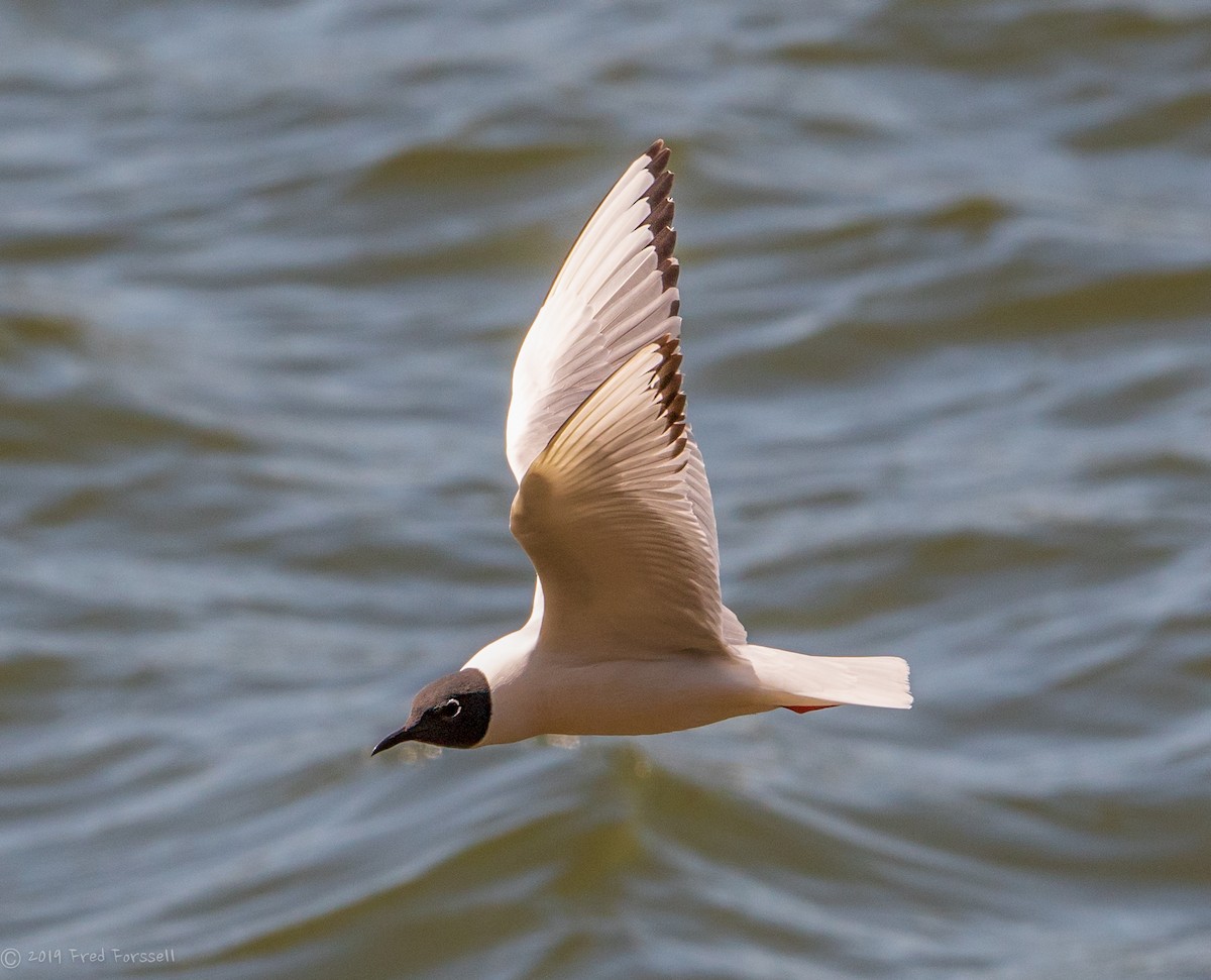 Bonaparte's Gull - ML156589791