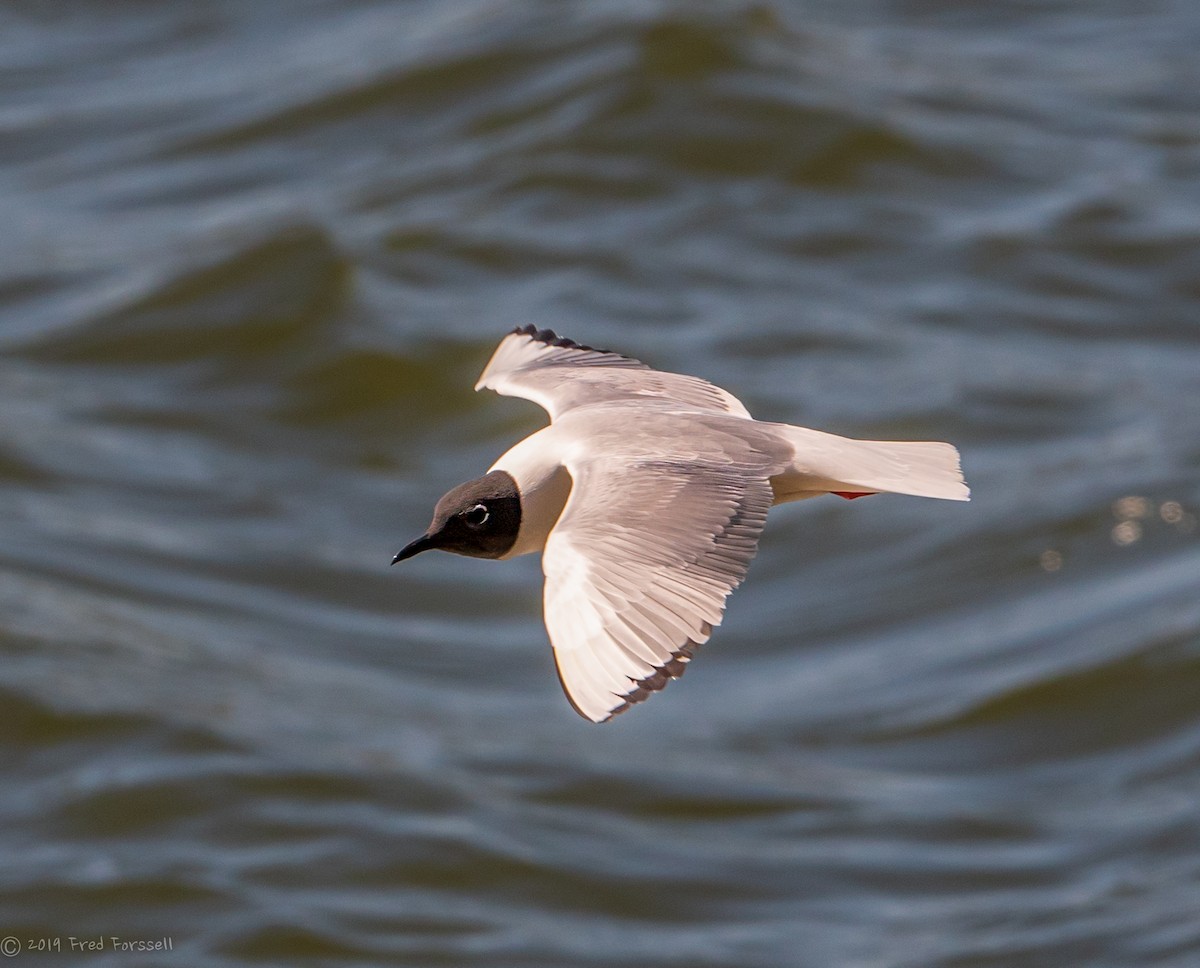 Bonaparte's Gull - ML156590151