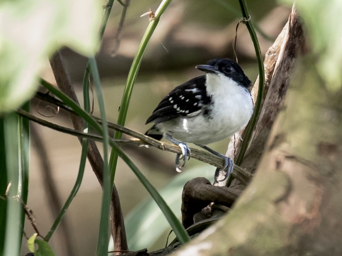 Black-and-white Antbird - ML156591221