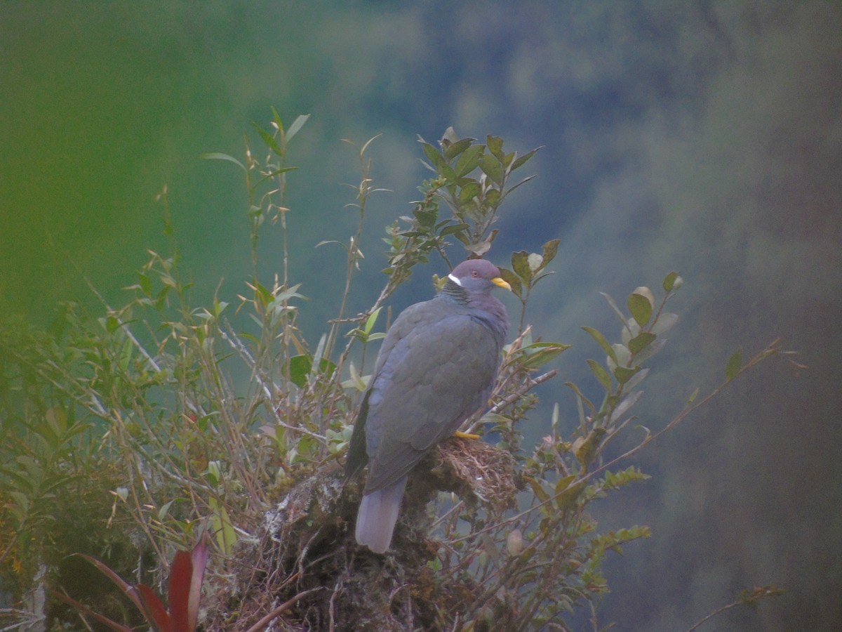 Band-tailed Pigeon - ML156591841