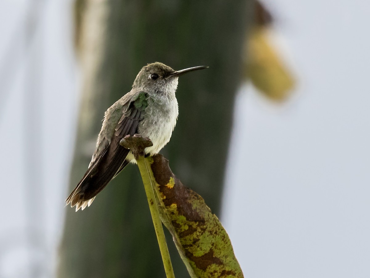 Olive-spotted Hummingbird - Héctor Bottai