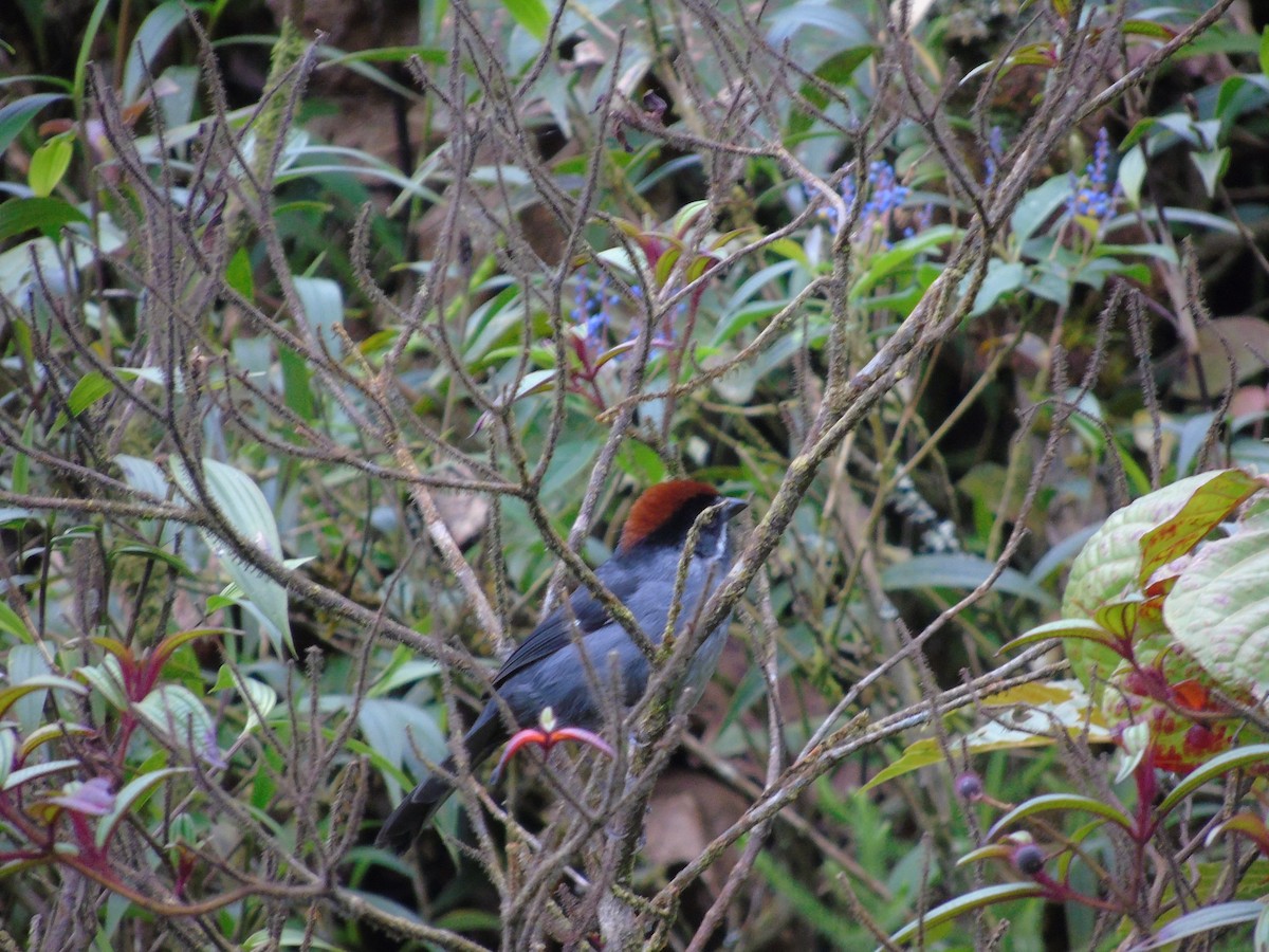 Slaty Brushfinch - ML156592711