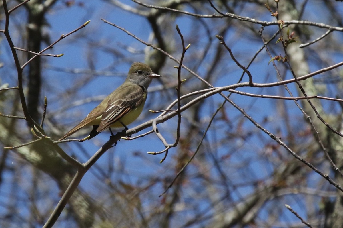 Great Crested Flycatcher - ML156592871