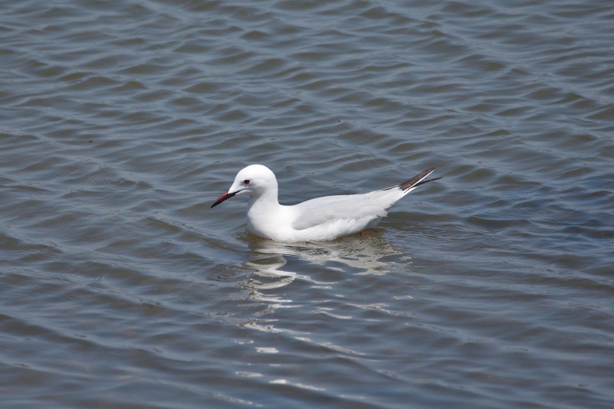 Slender-billed Gull - Santiago Caballero Carrera