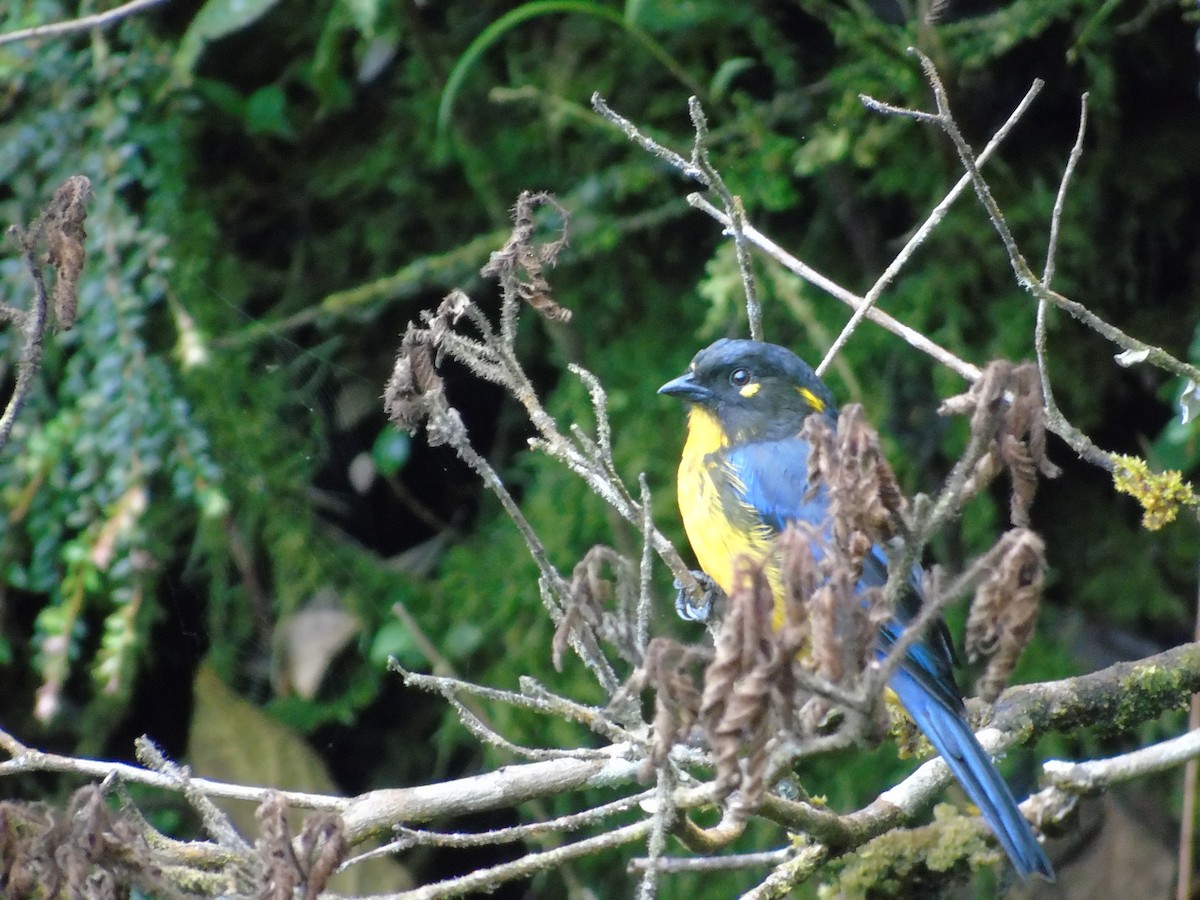 Lacrimose Mountain Tanager - ML156593171