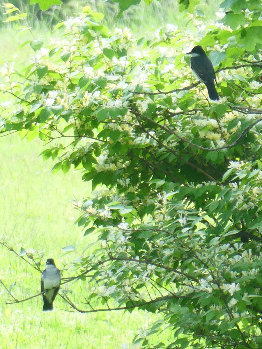 Eastern Kingbird - Greenbelt  Marc