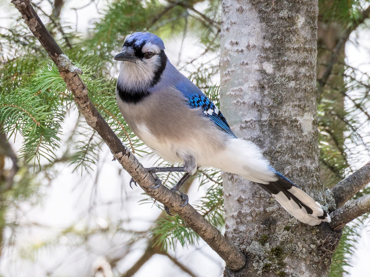 Blue Jay - Danielle  A