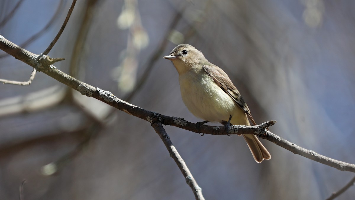 Warbling Vireo - ML156595501