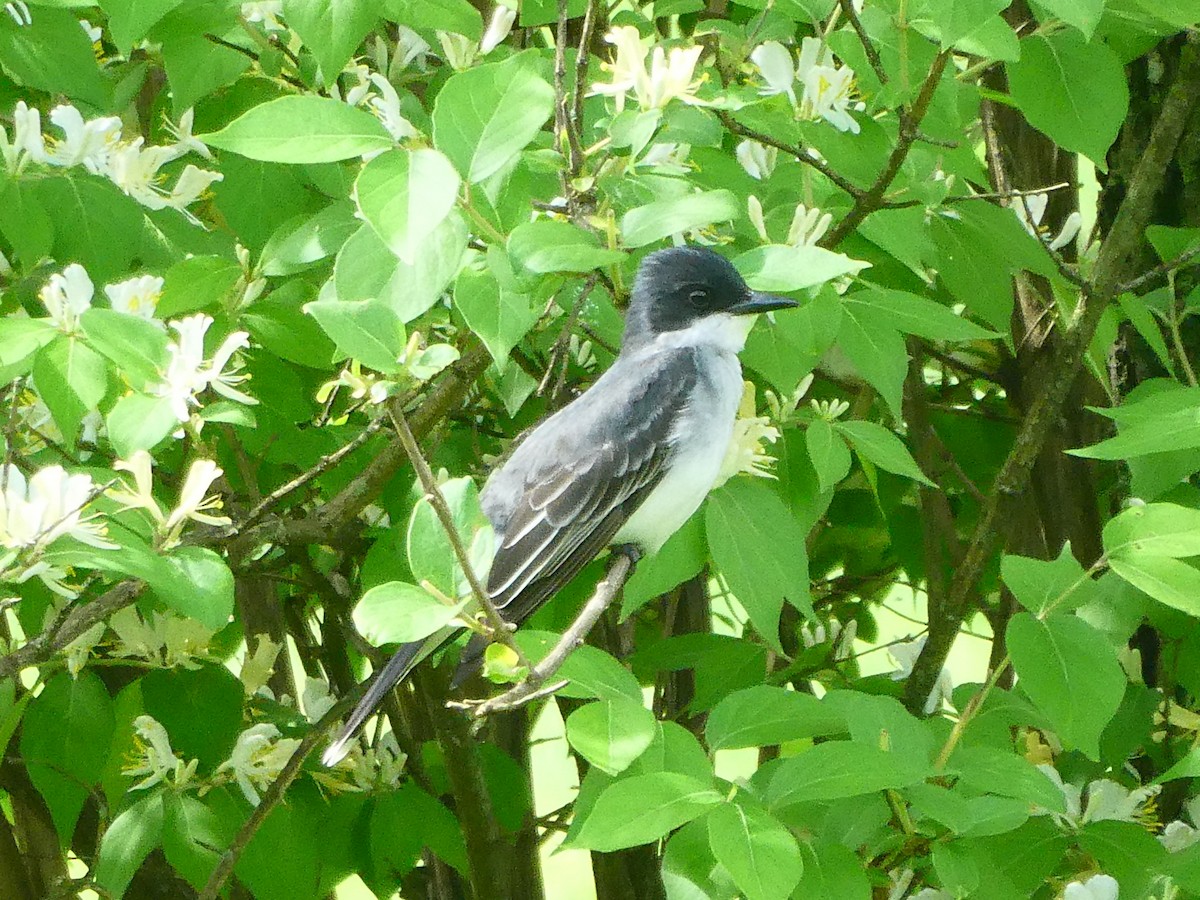 Eastern Kingbird - ML156595631