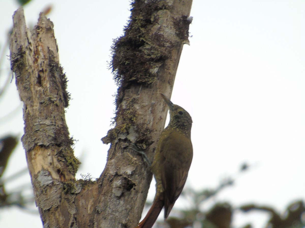 Olive-backed Woodcreeper - ML156595871