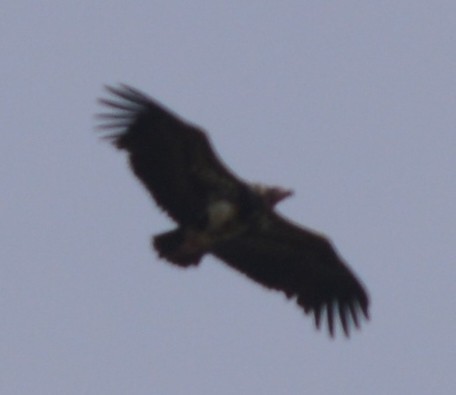 Red-headed Vulture - AM AMSA