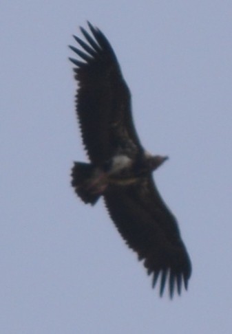 Red-headed Vulture - AM AMSA