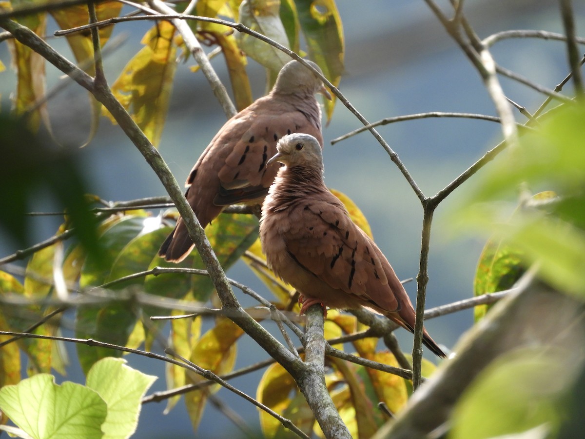 Ruddy Ground Dove - ML156596591