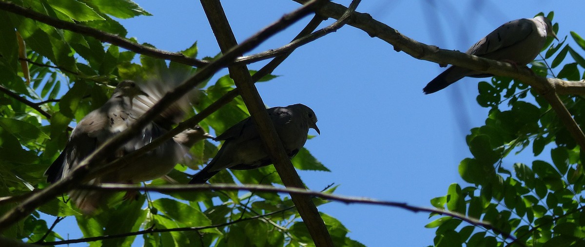 Ecuadorian Ground Dove - ML156597291