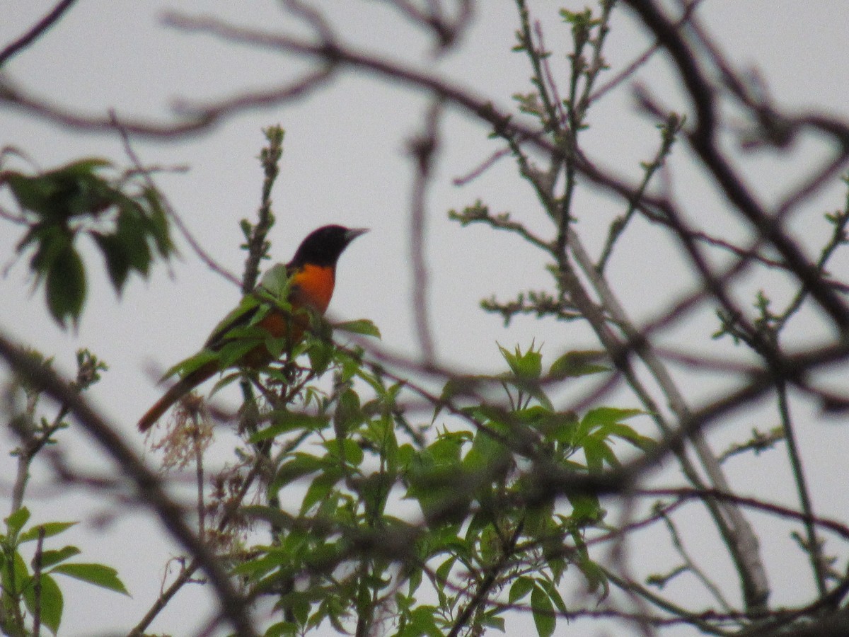 Baltimore Oriole - ML156597631