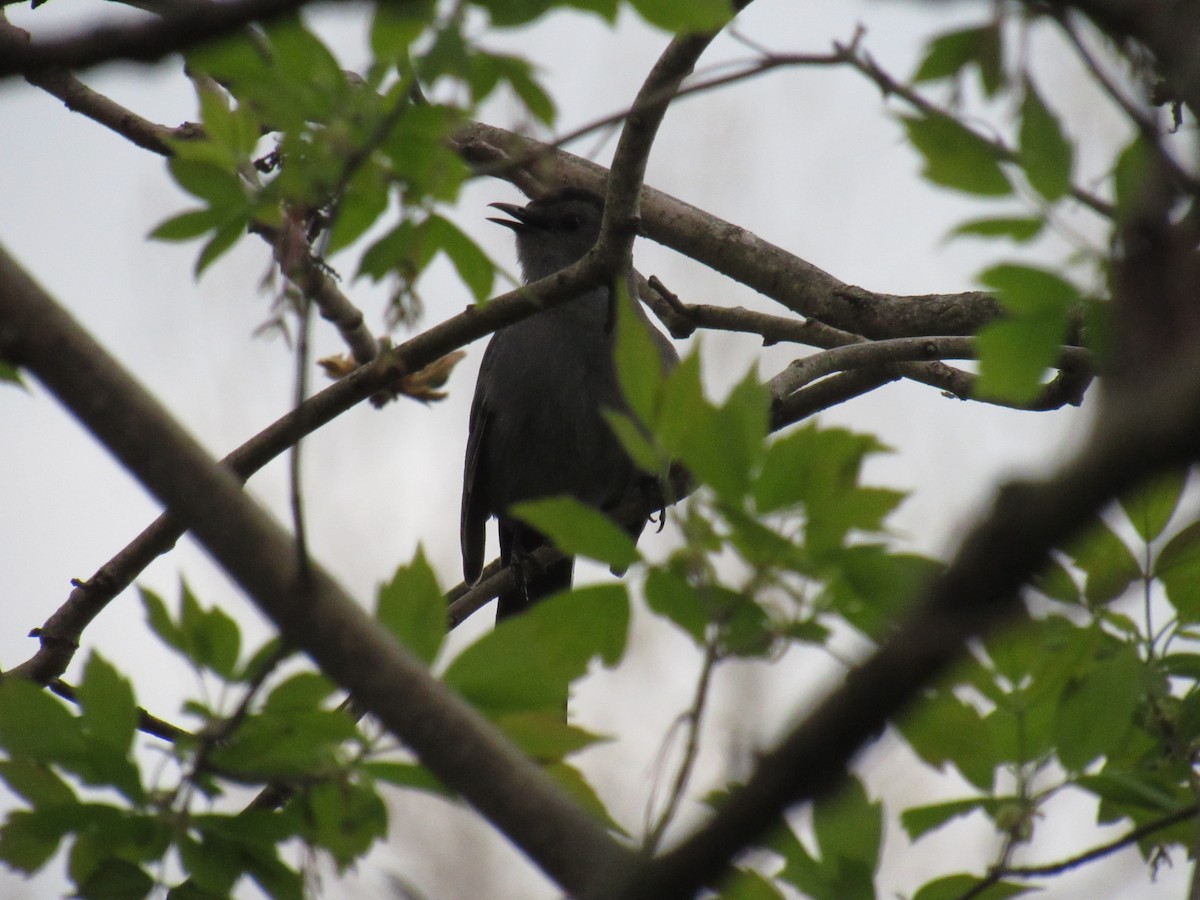 Gray Catbird - ML156597671