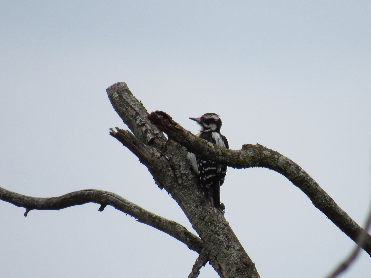 Hairy Woodpecker - ML156597791