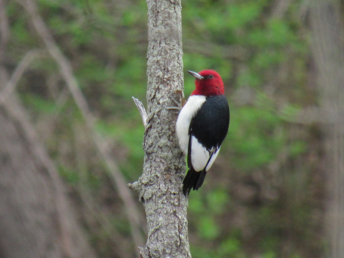 Red-headed Woodpecker - ML156597861