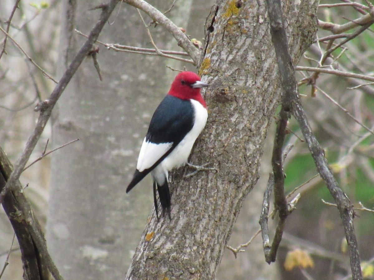 Red-headed Woodpecker - ML156597881