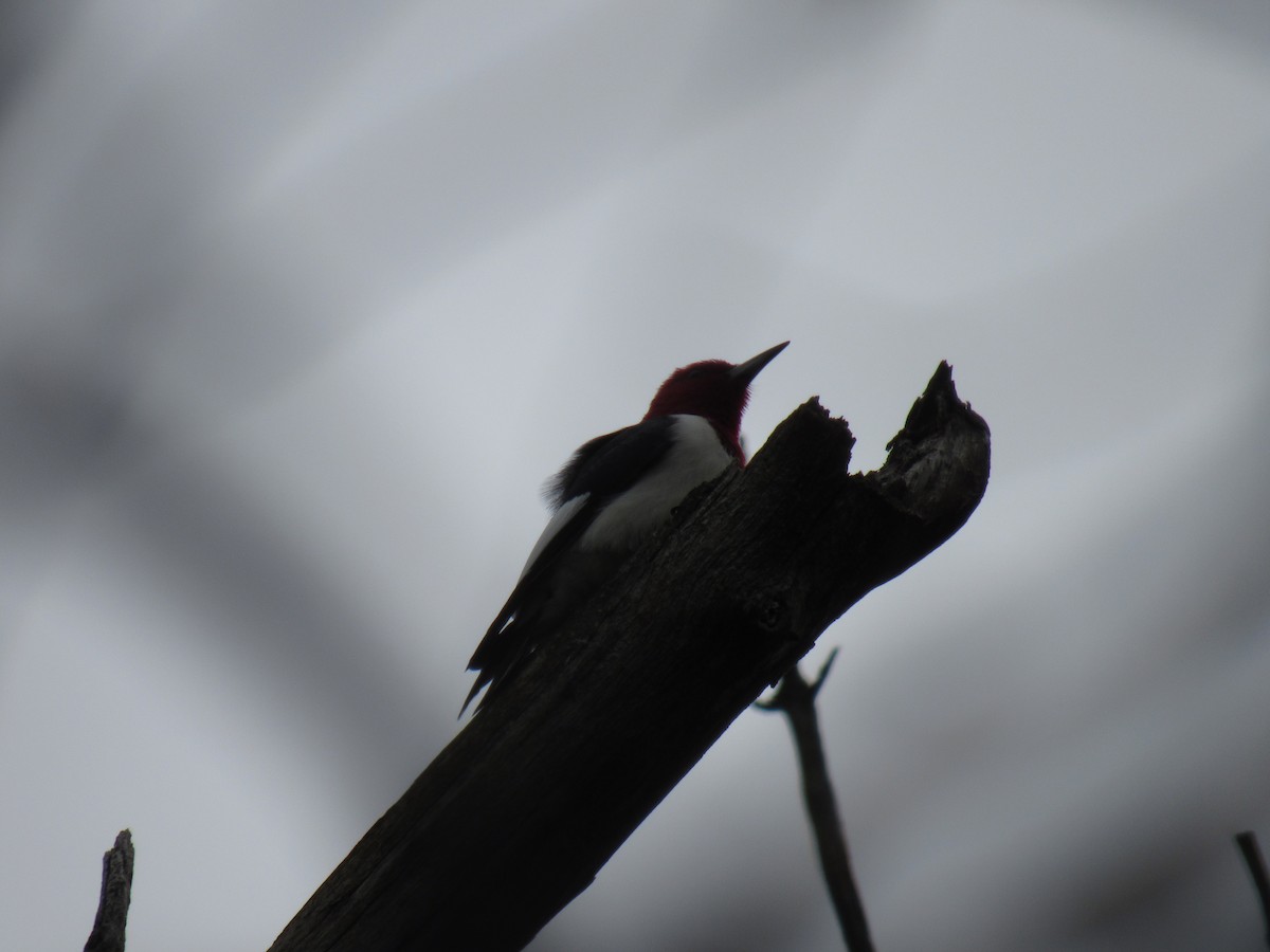 Red-headed Woodpecker - ML156597941