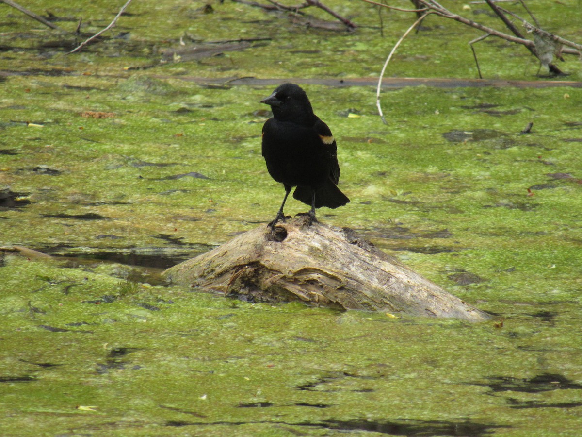 Red-winged Blackbird - ML156598021