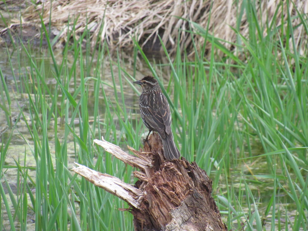 Red-winged Blackbird - ML156598041