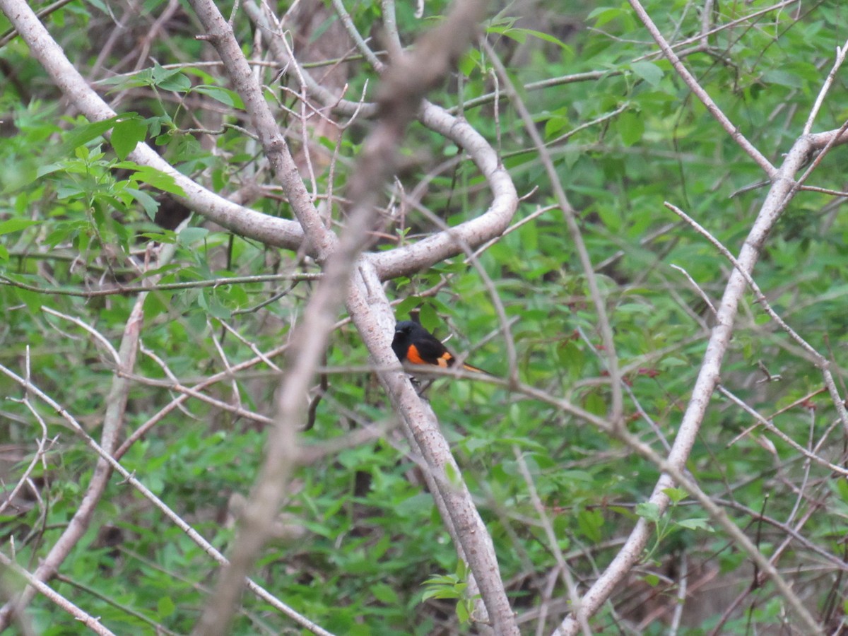 American Redstart - ML156598051
