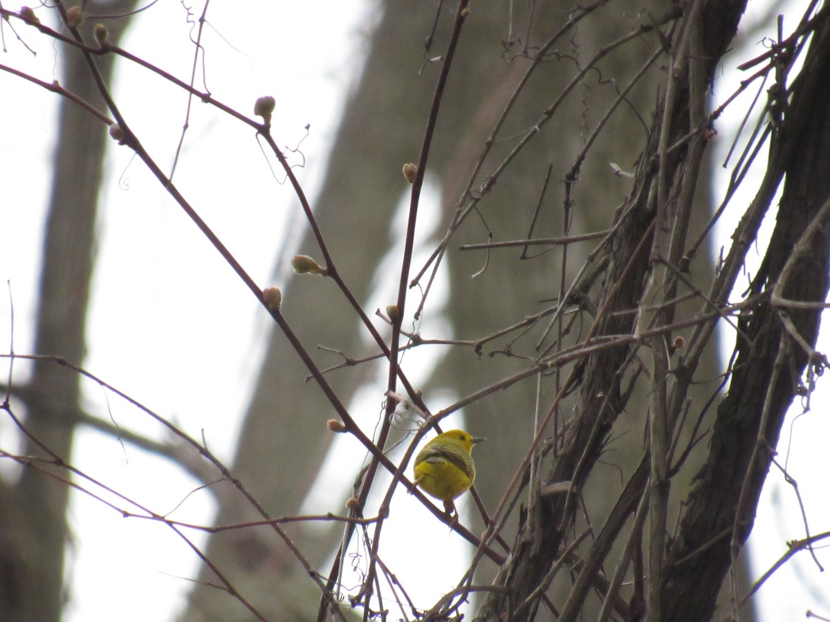 Yellow Warbler (Northern) - ML156598121