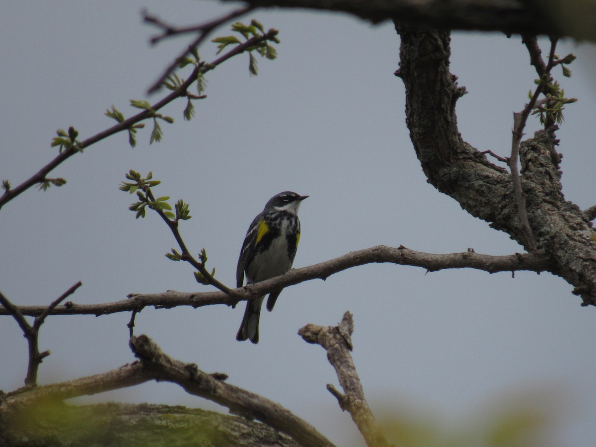 Yellow-rumped Warbler - ML156598191