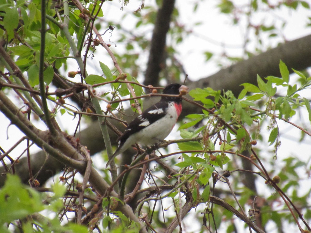 Rose-breasted Grosbeak - ML156598241