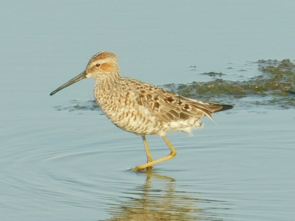 Stilt Sandpiper - ML156598981