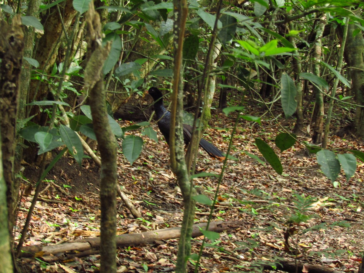 Crestless Curassow - ML156599281