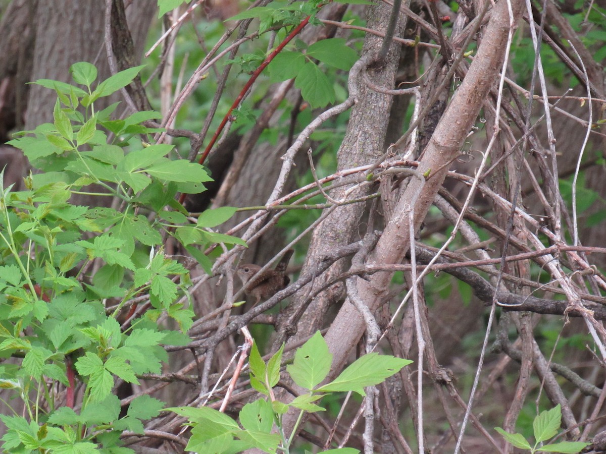 Northern House Wren - ML156600161