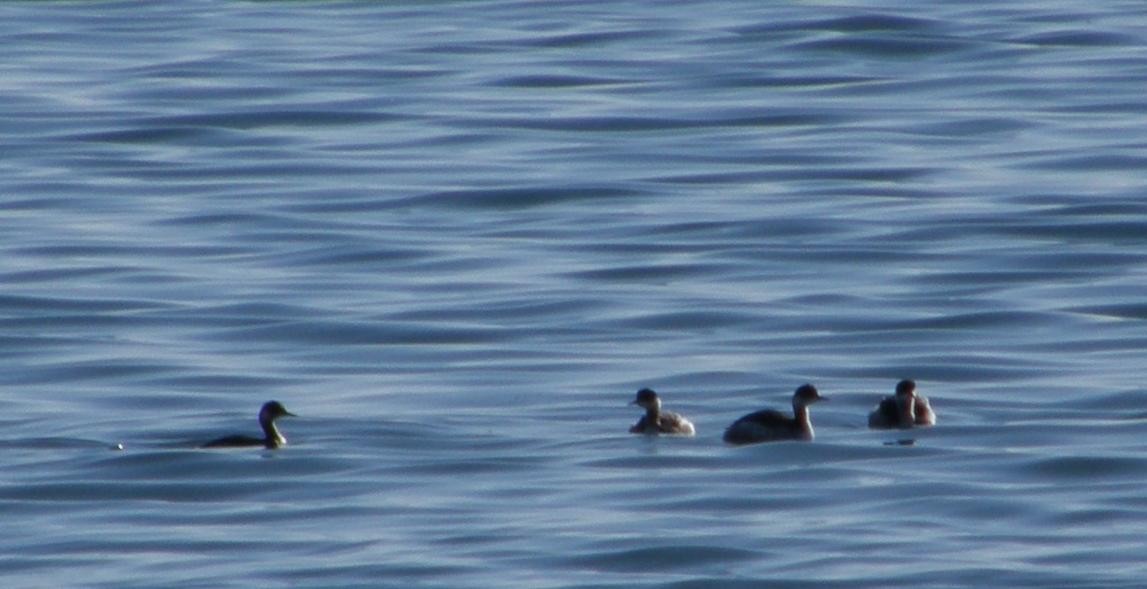 Eared Grebe - ML156600171