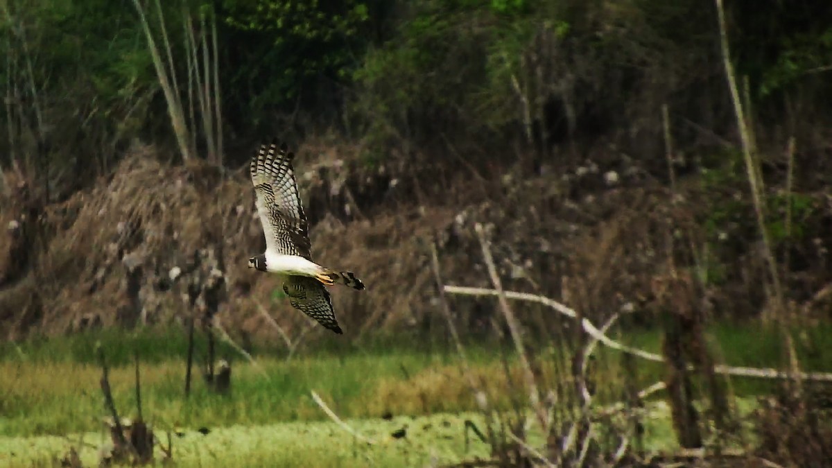 Long-winged Harrier - ML156600731