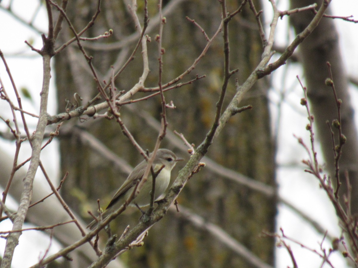 Warbling Vireo (Eastern) - ML156600991