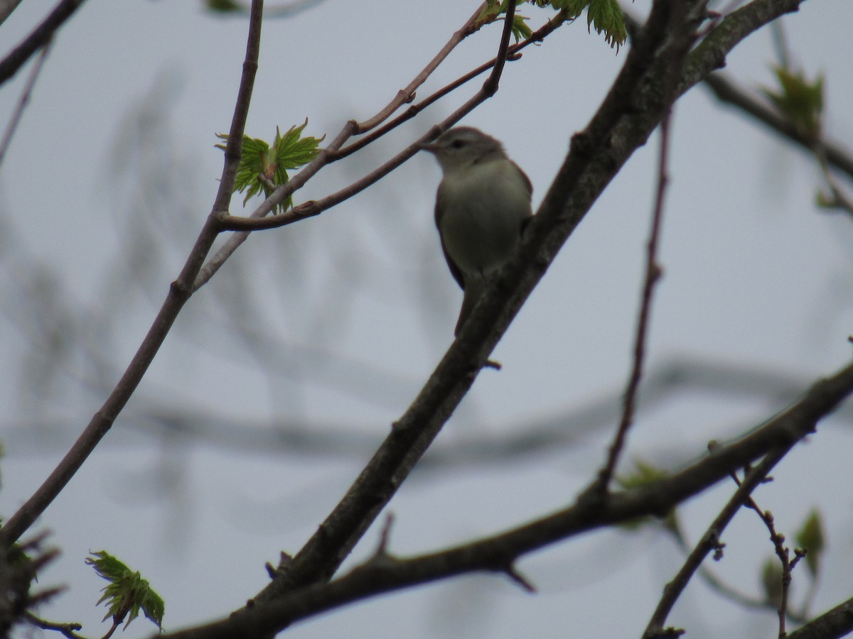 Warbling Vireo (Eastern) - ML156601041