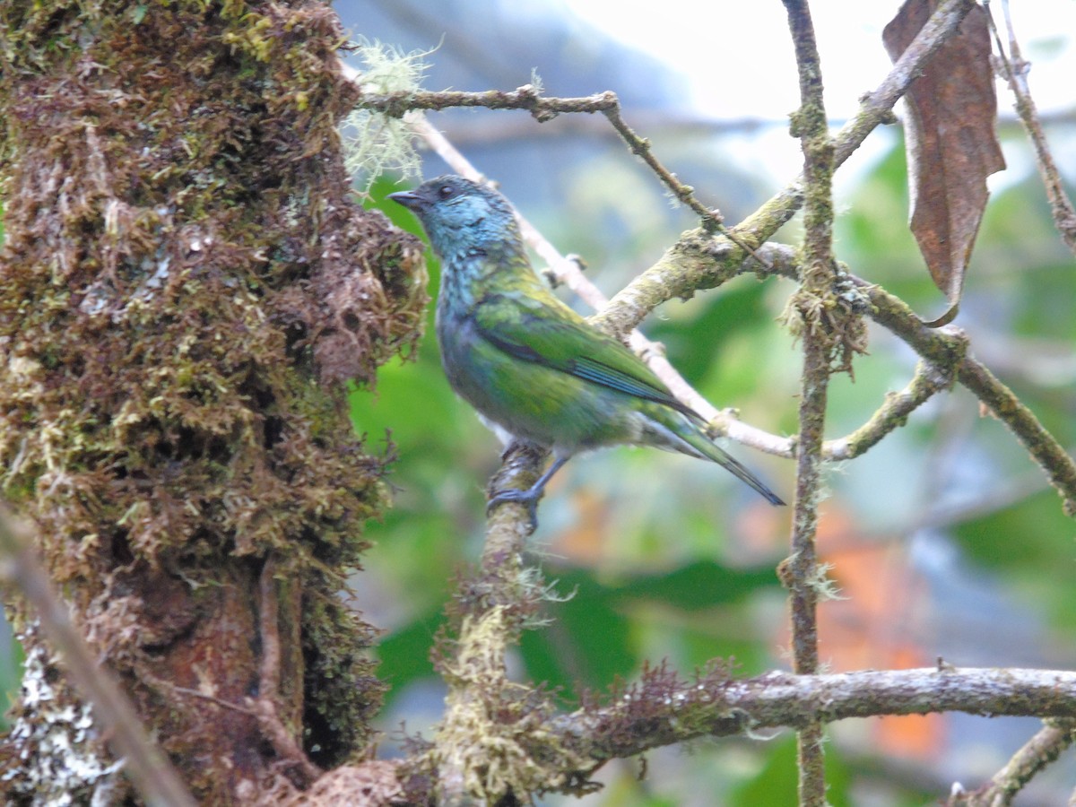 Black-capped Tanager - ML156601501
